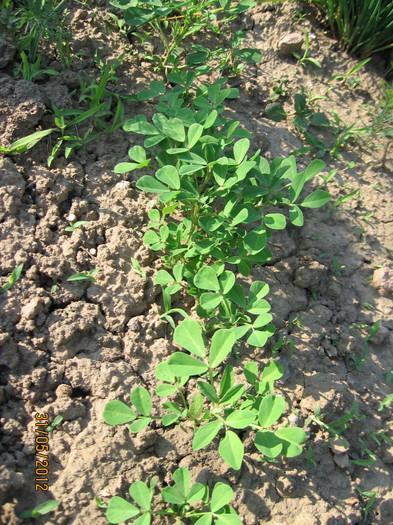 Picture 087_1; schinduf
