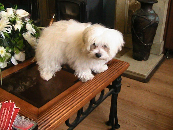 SA SAR SAU SA NU SAR.