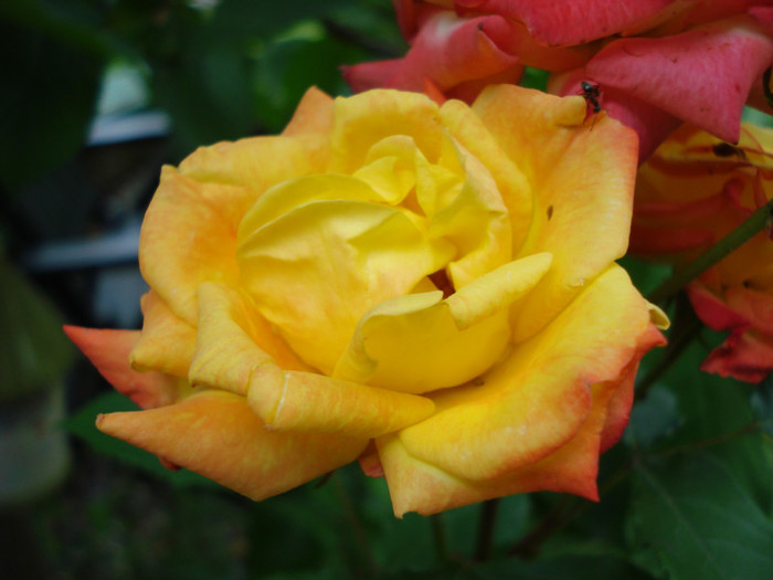 DSC02727 - Trandafiri 2012