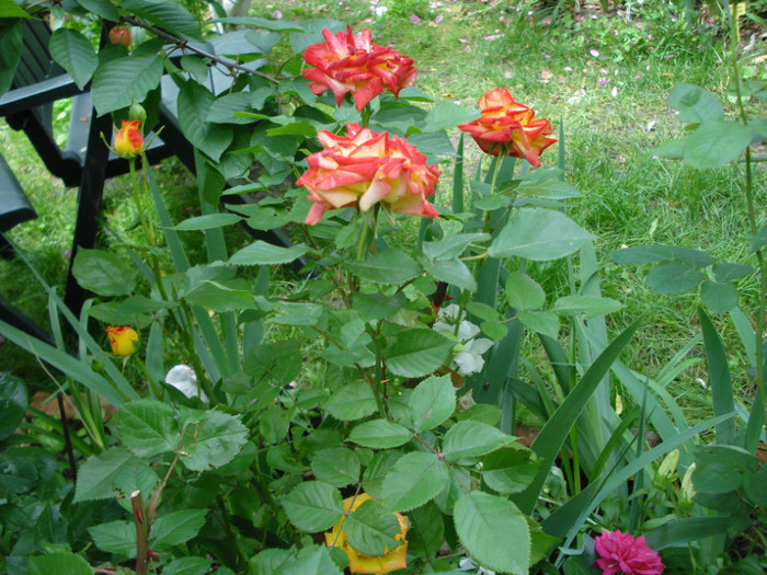 DSC02733 - Trandafiri 2012