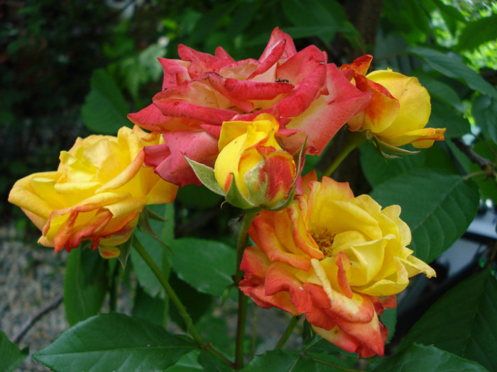 DSC02737 - Trandafiri 2012