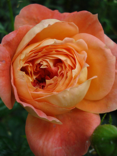 "Queen of Hearts", Kordes, floribunda - Trandafiri 2012