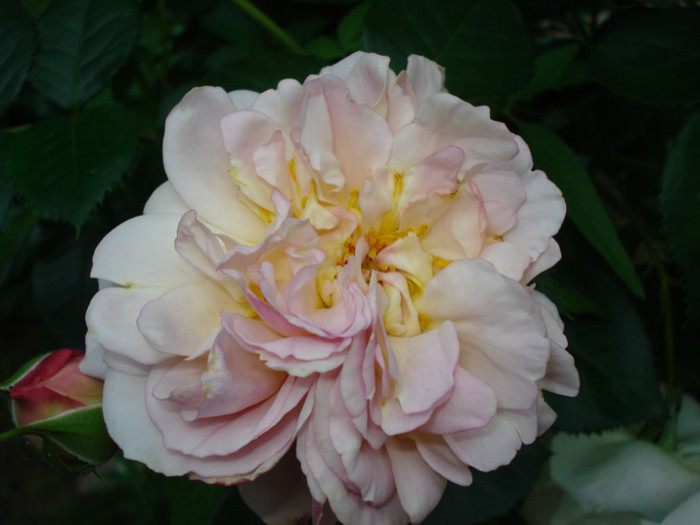 DSC02453 - Trandafiri 2012