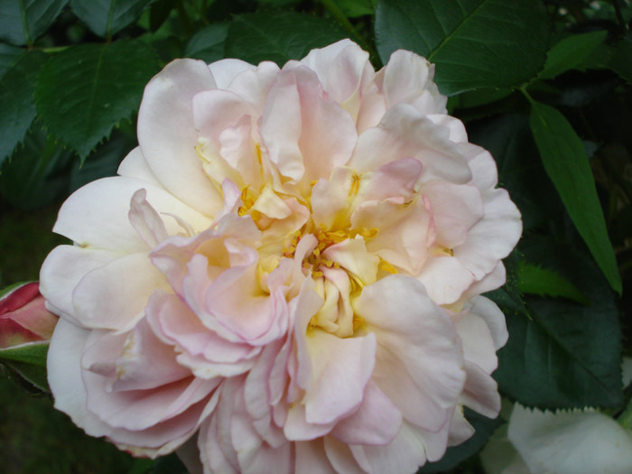DSC02448 - Trandafiri 2012