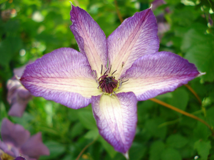 C. Viticella "Venosa Violacea" - Clematis 2012