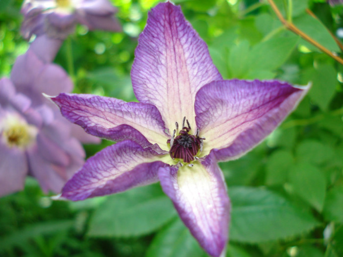 DSC02609 - Clematis 2012