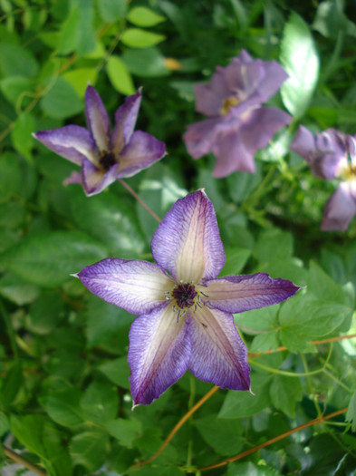 DSC02519 - Clematis 2012