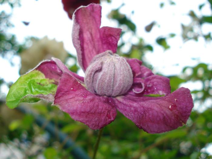 DSC02631 - Clematis 2012