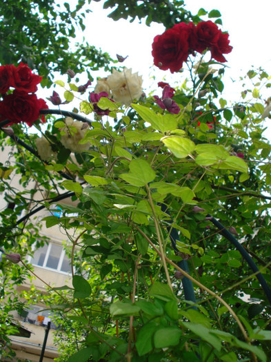 DSC02636 - Clematis 2012