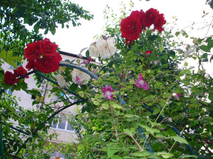 DSC02638 - Clematis 2012