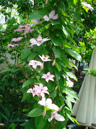"Hagley Hybrid" - Clematis 2012
