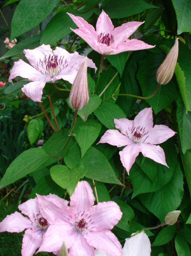 DSC02681 - Clematis 2012
