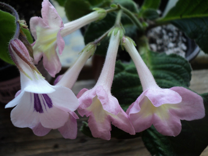 DSC03578 - Streptocarpus si Chirita tamiana