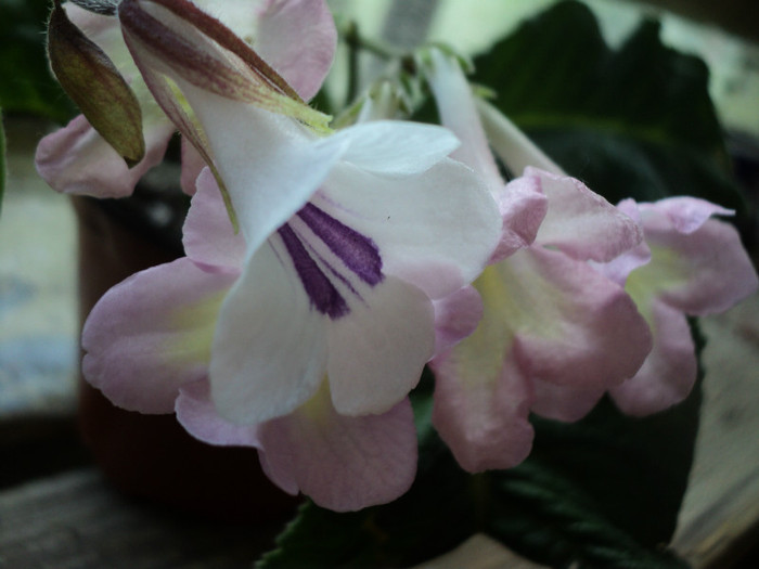 DSC03582 - Streptocarpus si Chirita tamiana