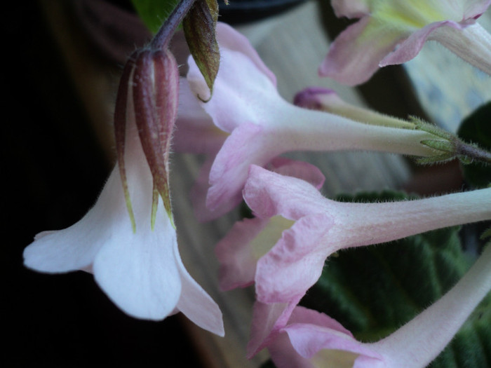 DSC03585 - Streptocarpus si Chirita tamiana