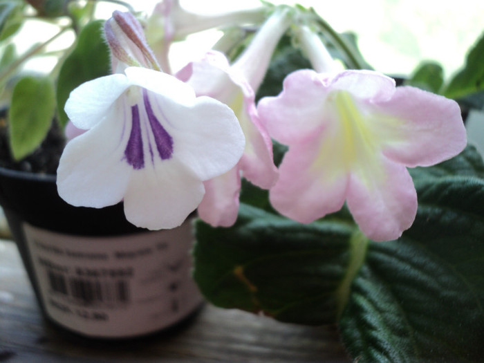 DSC03574 - Streptocarpus si Chirita tamiana