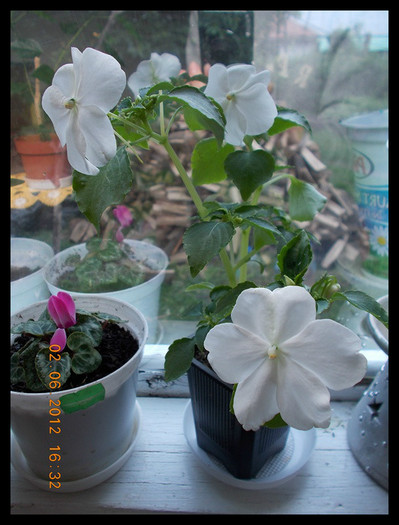 DSCN3724 - flori diverse