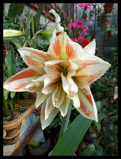 DSCN3617 - flori diverse