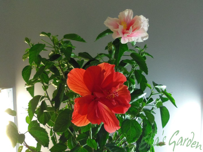 02 iunie 2012 - 2012 Hibiscus