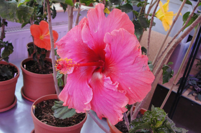25.05.12 - B-hibiscus-2012 2