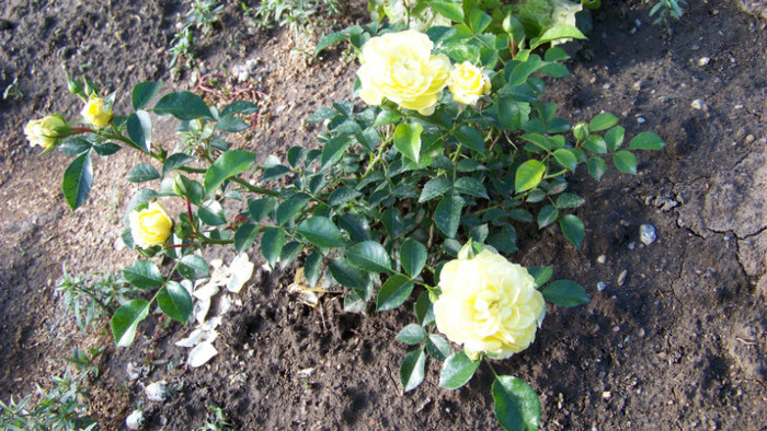 Solero