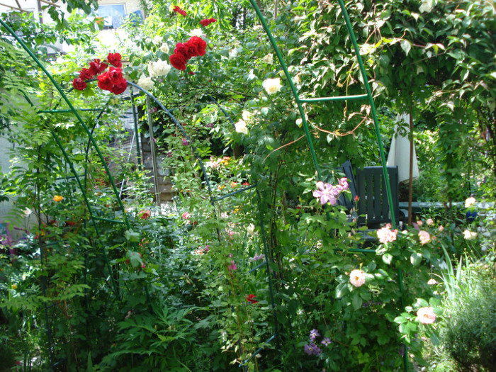 DSC02524 - Gradinuta mea 2012