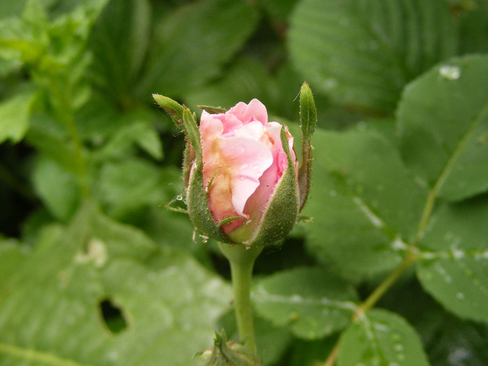 Louise Odier; Bourbon(1851),floare mediu-mare ,peste 41 petale,parfum intens,H1-3m
