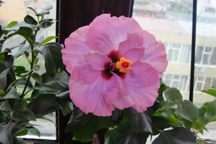 hibi Memoris - B-hibiscus-2012 2