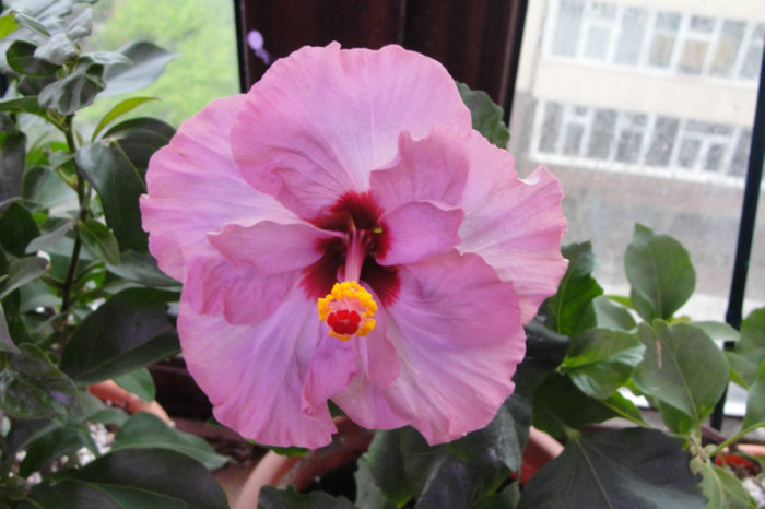  - B-hibiscus-2012 2