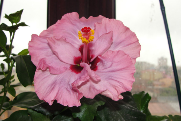  - B-hibiscus-2012 2