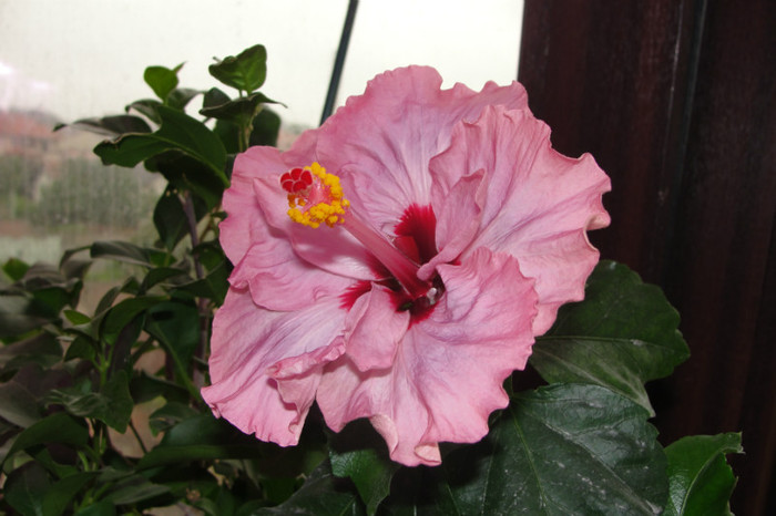  - B-hibiscus-2012 2