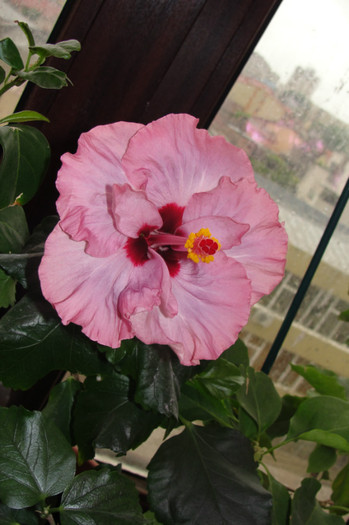 25.05.12 - B-hibiscus-2012 2