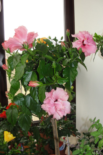 Hibi roz batut - B-hibiscus-2012 2
