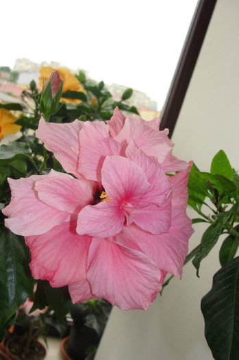  - B-hibiscus-2012 2