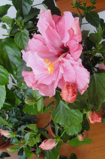27.05.12 - B-hibiscus-2012 2