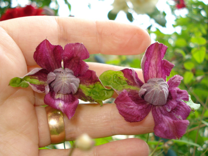DSC02893 - Clematis 2012