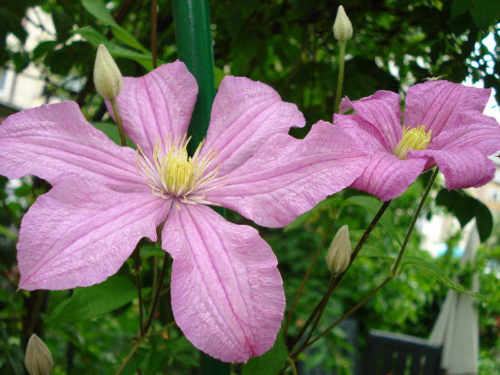 DSC02878 - Clematis 2012