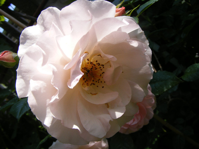 Rokoko; Tr.Parc,Evers 1987,16petale,floare cupata,parfum slab(2 din 10)h1-1,4m
