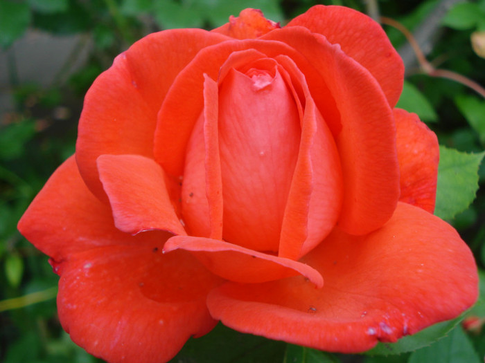 "Superstar", batranelul meu portocaliu, Th