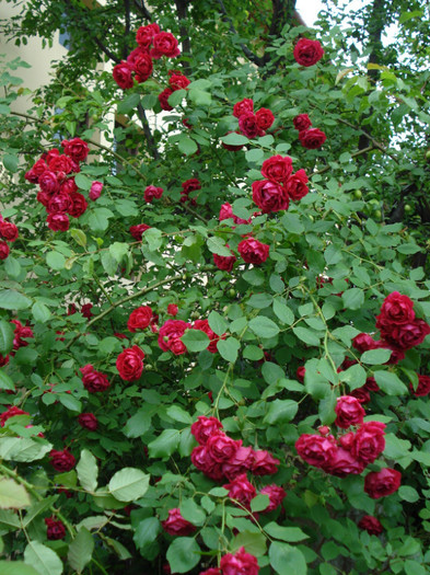 batranelul meu rosu, urcator