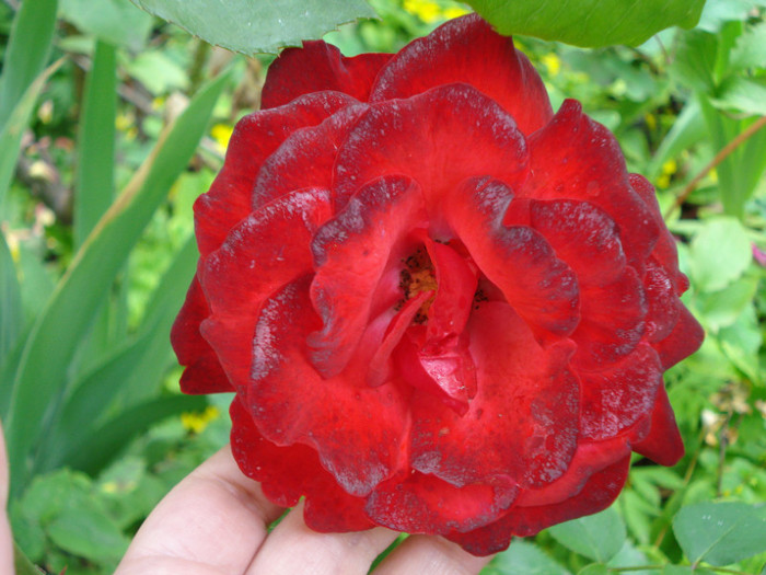 "Foc de Tabara", floribunda