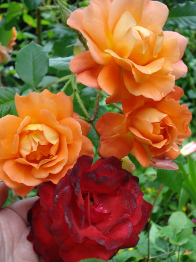 "Westerland" si "Foc de Tabara"