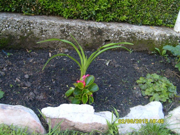 Hemerocallis Blueberry Cream - Achizitii 2012