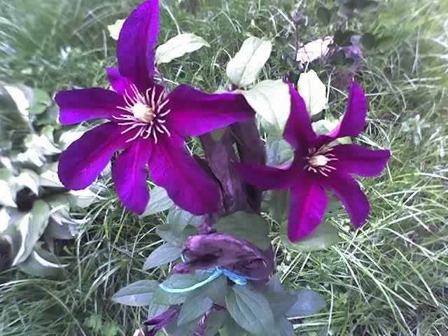 Clematis_Niobe