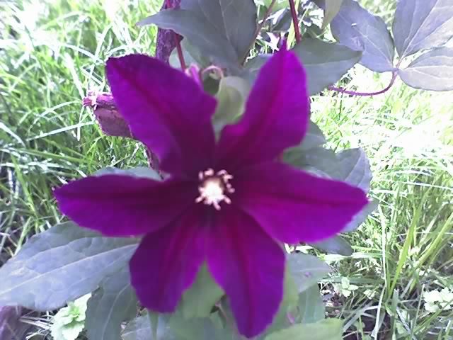 02-06-12_1318 - CLEMATIS 2012-2014