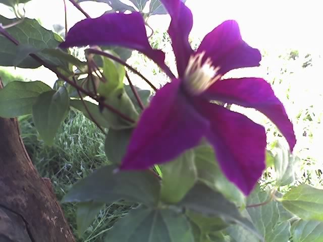 02-06-12_1803 - CLEMATIS 2012-2014