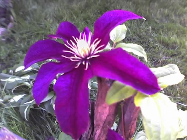 02-06-12_1806 - CLEMATIS 2012-2014