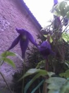  - CLEMATIS 2012-2014