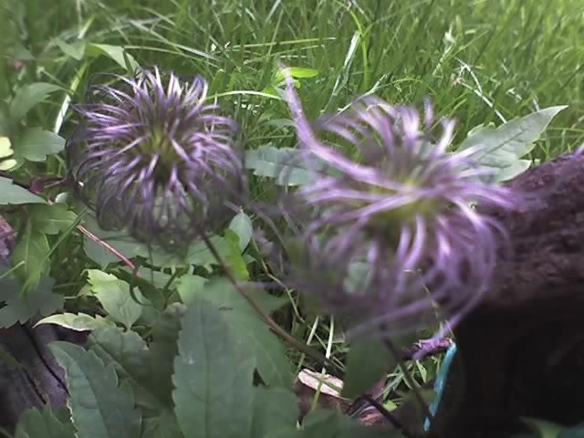 clematis pamela jackman ptregatita pentru samanta