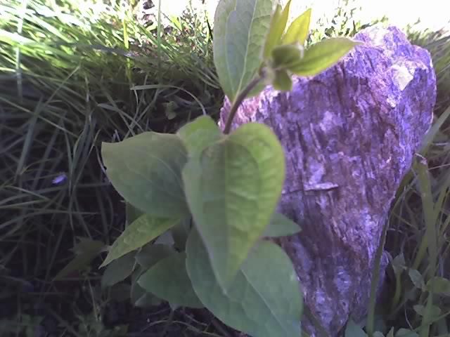Clematis ´Arabella A INVIAT; NU POT SA CRED CA DUPA ATATA STAT IN GRADINA A INVIAT
